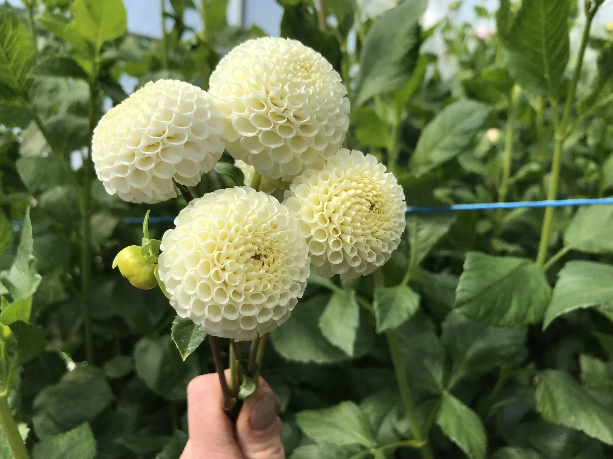 Small World — Mountain Roots Produce